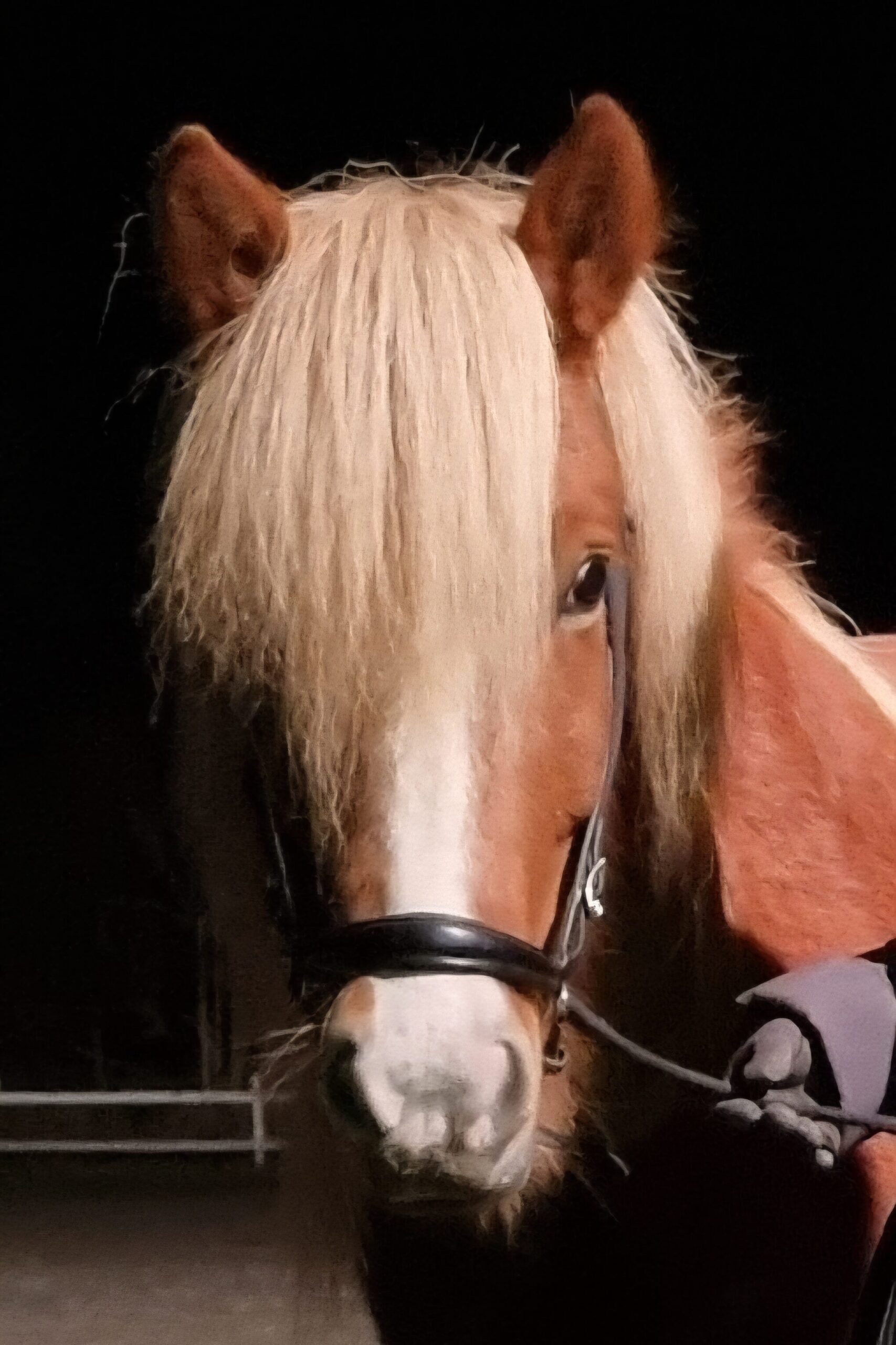 häst tittar lugnt mot kameran porträtt förstå hästens beteende