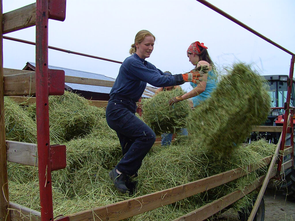 Höbalar som lastas av för att forslas  upp på skullen och torkas