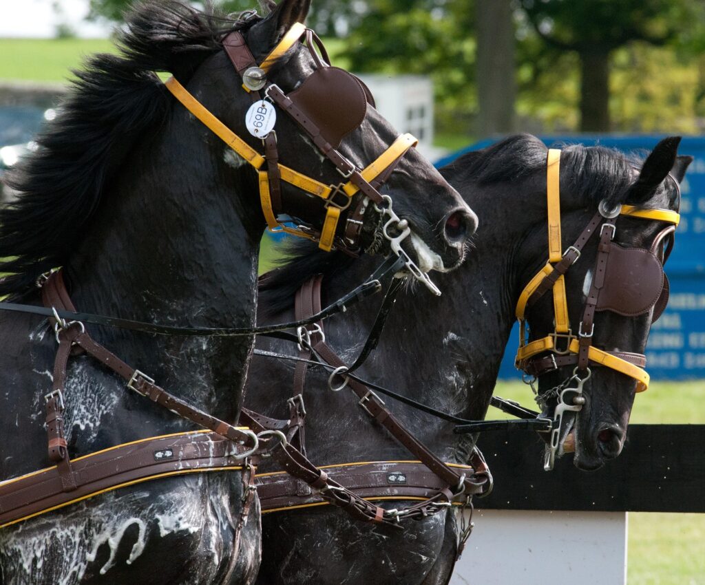 Två spända hästar som svettas 